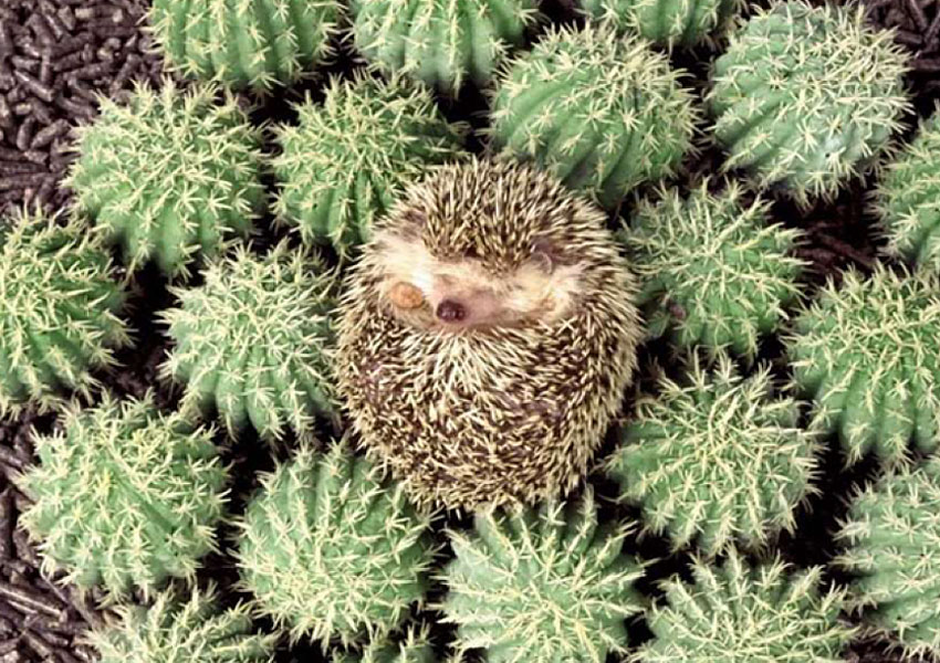 Needlepunched: Investments in needle-punched nonwovens continue